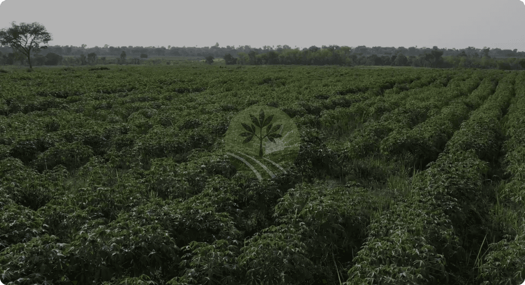 Kashfarmz